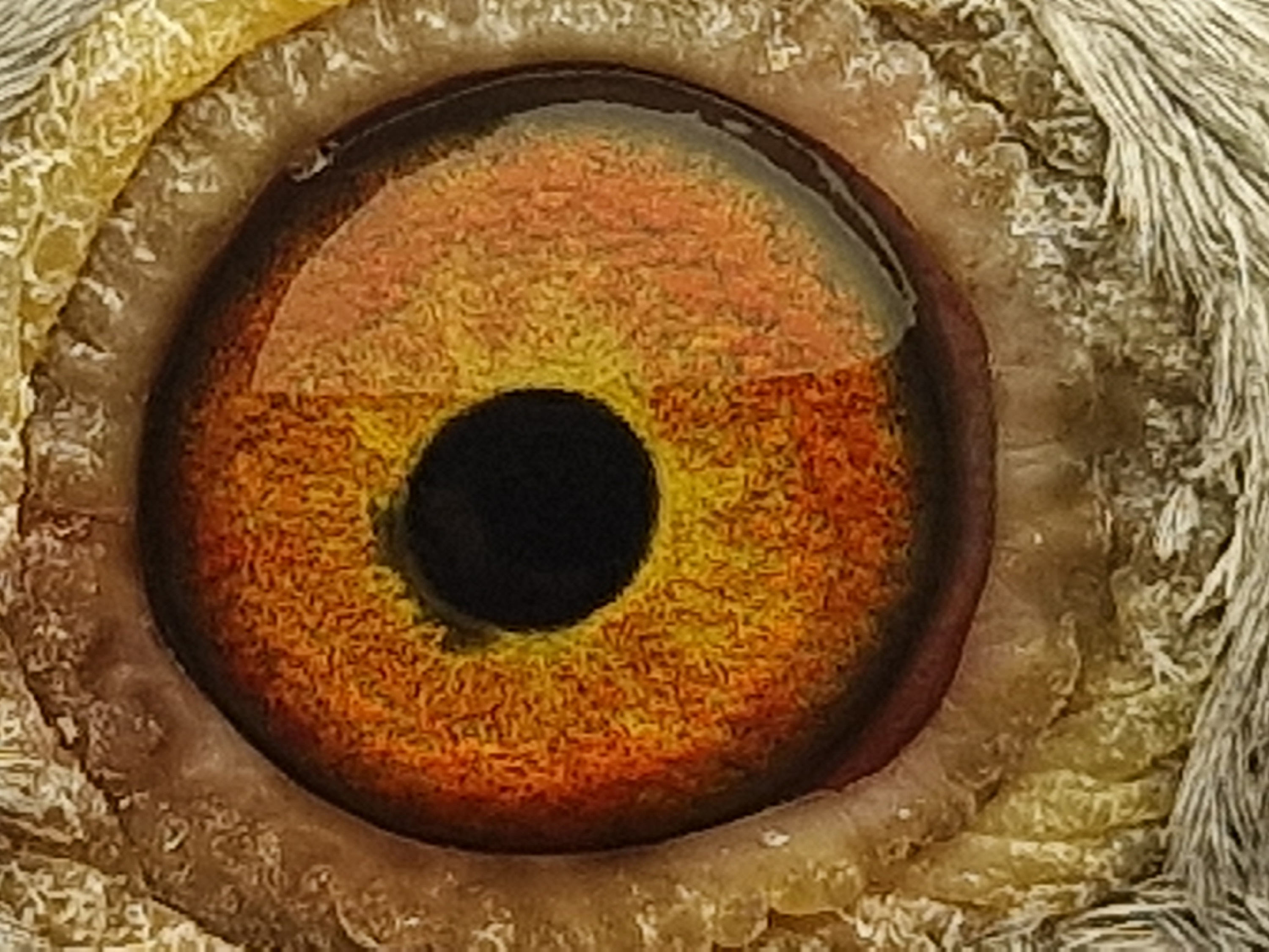 Pigeon eye